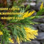 Лучшие сорта можжевельника