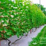 The best types of supports for garden vines are various types of trellises