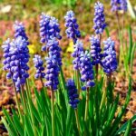 Bulbous perennials for a luxurious flower garden at your dacha