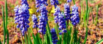 Bulbous perennials for a luxurious flower garden at your dacha