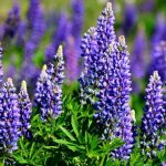 Lupine (70 photos): types and features of care