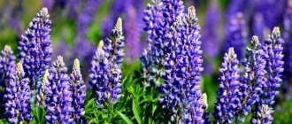 Lupine (70 photos): types and features of care