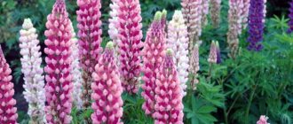 lupine