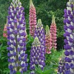 Lupine