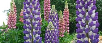 Lupine