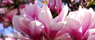 Magnolia (60 photos): types, care and planting in open ground