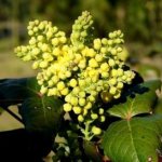 Mahonia: description