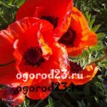 Oriental poppy perennial planting and care