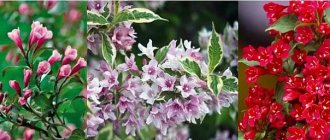 Small flowers resemble bells