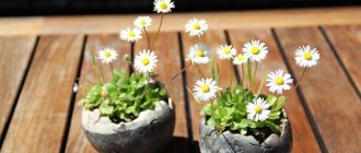 Daisies in decorative pots