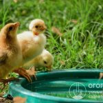 A chicken&#39;s body weight is approximately 70% water (up to 85% at the time of hatching from the egg); a decrease in fluid intake or an increase in moisture loss negatively affects the health of the flock