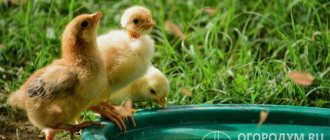 A chicken&#39;s body weight is approximately 70% water (up to 85% at the time of hatching from the egg); a decrease in fluid intake or an increase in moisture loss negatively affects the health of the flock