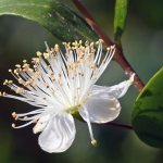 Common myrtle / Myrtus communis