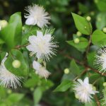 common myrtle