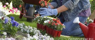 Many gardeners prefer floral edging of flower beds, using low-growing foliage and floral ornamental species, for example, border roses