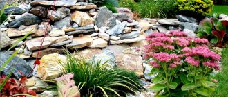 Perennial flowers for alpine slides and rockeries