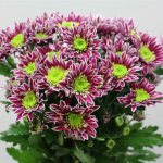 perennial bush daisy chrysanthemum Saba