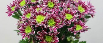 perennial bush daisy chrysanthemum Saba