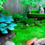 Moss in the garden: use in the landscape, cultivation, care