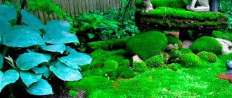 Moss in the garden: use in the landscape, cultivation, care