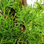 Juniper Cossack: a variety of varieties for any garden