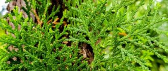 Juniper Cossack: a variety of varieties for any garden