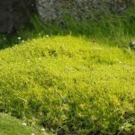 Bryozoan subulate is a summer-green and winter-green ground cover flowering plant.