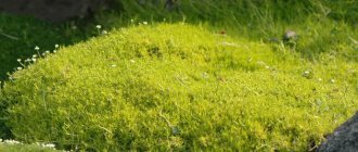 Bryozoan subulate is a summer-green and winter-green ground cover flowering plant.