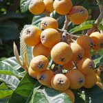 homemade medlar from the seed