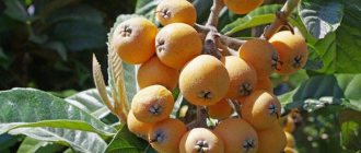 homemade medlar from the seed