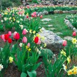 Нарциссы и тюльпаны в каменистом саду ранней весной