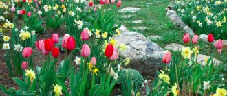 Daffodils and tulips in a rocky garden in early spring