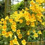 Climbing nasturtium: cultivation