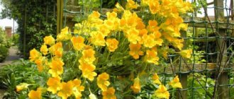 Climbing nasturtium: cultivation