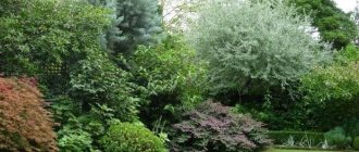 unusual landscape design of a summer cottage in the English style with trees