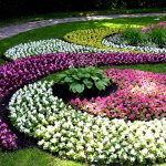 low growing flowers for flower beds