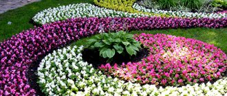 low growing flowers for flower beds