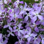 Night violet or two-horned matthiola