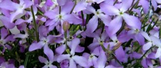 Night violet or two-horned matthiola