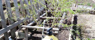 processing gooseberry bushes