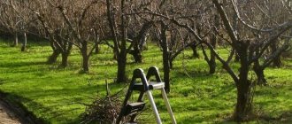 Tree pruning