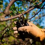 Pruning trees in spring for beginners in pictures step by step