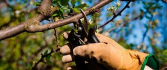 Pruning trees in spring for beginners in pictures step by step