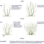 Pruning barberry bushes