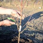 Seedling pruning