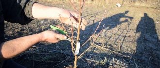 Seedling pruning