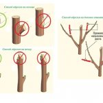 Pruning an old apple tree for beginners: diagrams and instructions