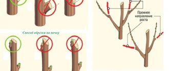 Pruning an old apple tree for beginners: diagrams and instructions