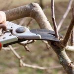 Apple tree pruning in spring 2021 for beginners in pictures