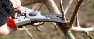 Apple tree pruning in spring 2021 for beginners in pictures